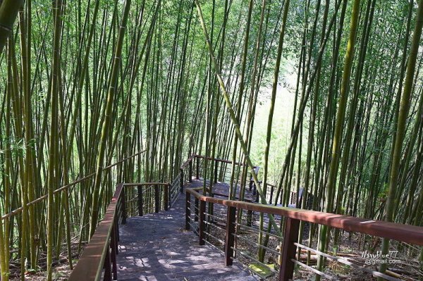 【嘉義】拍不釋手的鮮綠步道--特富野步道.樟樹巨木群步道O形