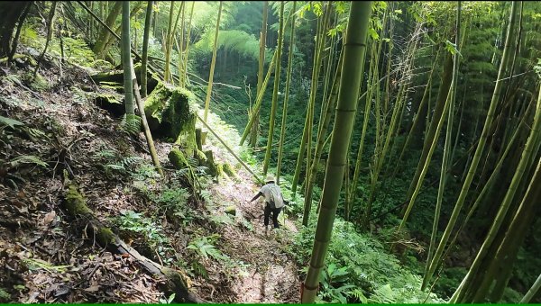 阿里山頂湖三連峰:天福山、芙蓉山、凸龜山2810096