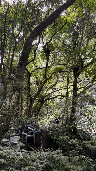 戲水（鴛鴦2786673