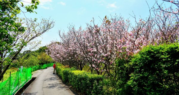 十八份拐圳,陽峰古道,花鐘3017691