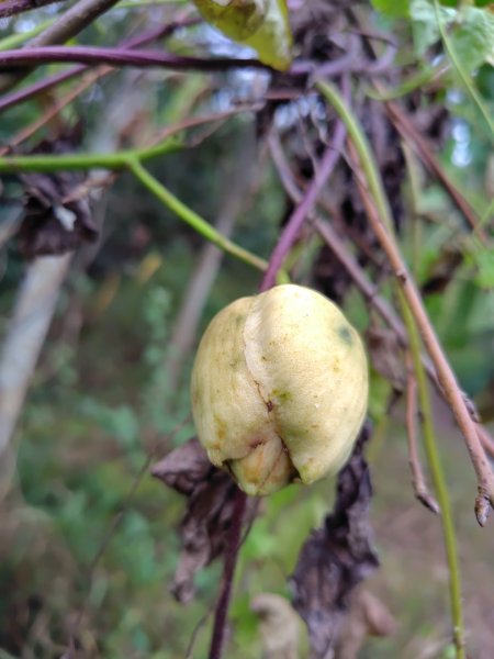 大棟山系南段 水利古道西口 上 竹高崙山 連走 鳥子嶺 坑仔內山 大崖山 下 龍目井農場2953121