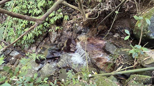 夏日避暑古道→坪頂古圳．坪頂新圳．登峰圳.大崎頭O型2285710