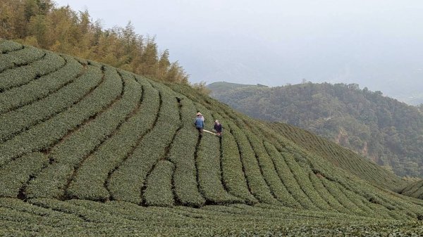 雲嘉五連峰 (大尖山、二尖山、馬鞍山、梨子腳山、太平山)2991055