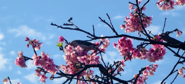 #栗尾椋鳥 #綠繡眼 #東湖樂活公園 #花園新城 #屈尺 #寒櫻 2/42992844