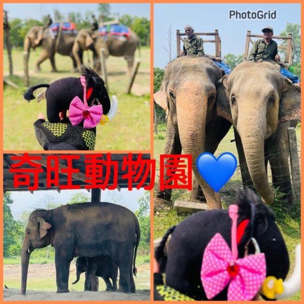 尼泊爾奇旺國家公園4天三夜