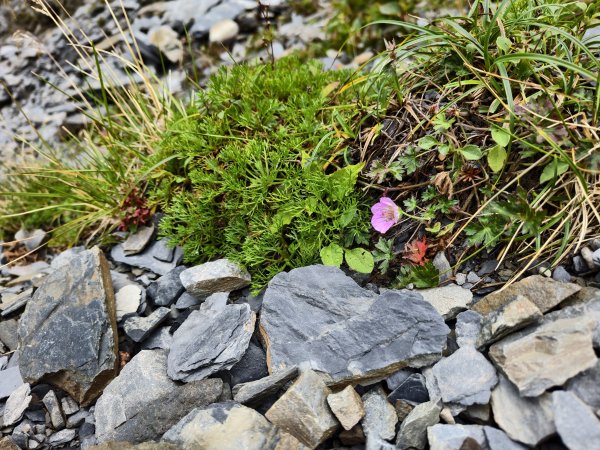 北一段(14/14)高山植物 2025_0906~132887643