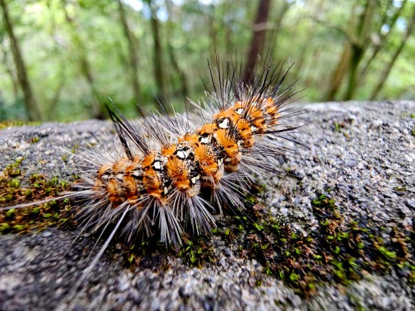 2025年臺北大縱走第四段：風櫃口至中華科大2755998