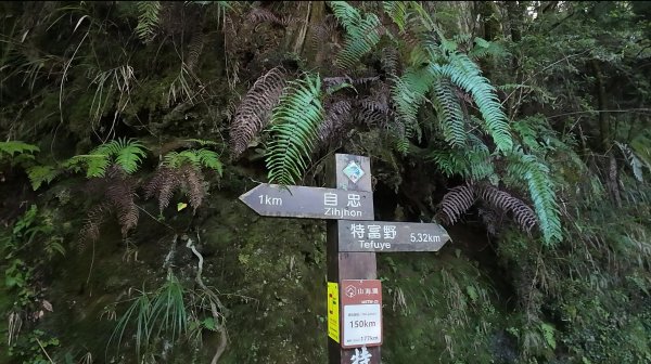 嘉義-特富野古道3120556