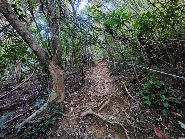 20260110大湖公園捷運站至擎天崗2993184