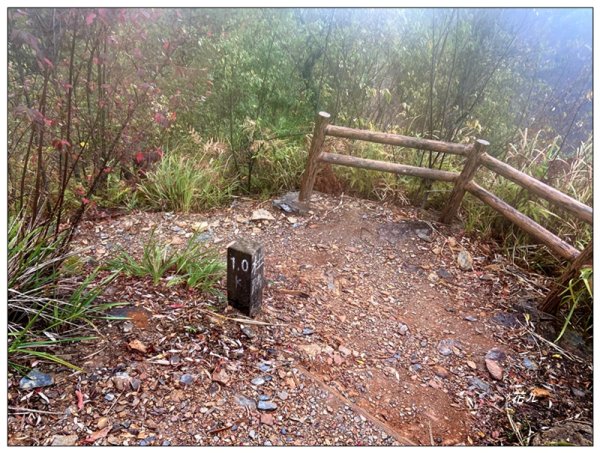 惠蓀林場 杜鵑嶺 O遶一圈3010284