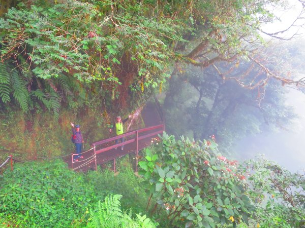 【新竹】觀霧迷幻森林：檜山巨木群步道1111933