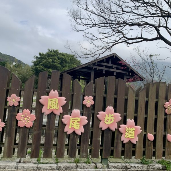 風尾步道賞櫻1613873