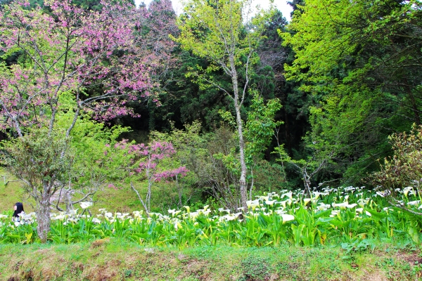 阿里山櫻花 唯美詩韻 ~ 高山+鐵道+神木+湖水 ...265485