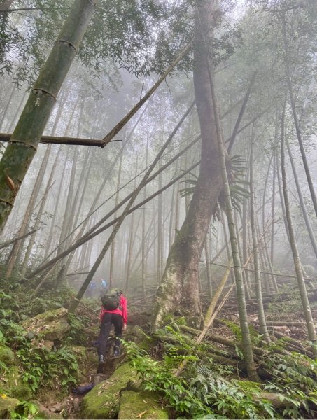 豹牙登山口上鳳凰山/小百岳#533069718