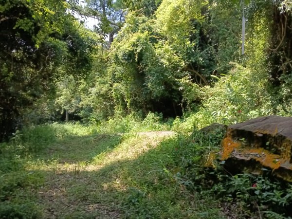 內湖區大丘田保甲路+開眼山+白石湖山+白石湖山東峰+大邱田山+消防山O型2858891