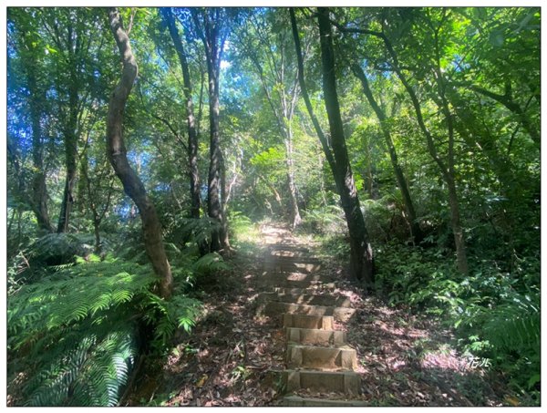 金龍湖、鷹石尖、老鷲尖、內溝山 O型一圈2966590