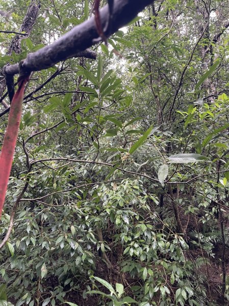 武山坑炭窯2990734