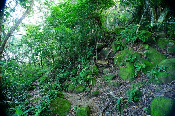 桃園 大溪 白石山、石厝坑山、石龜坑山3113823