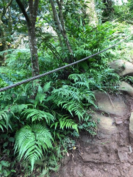 大屯山西峰542104