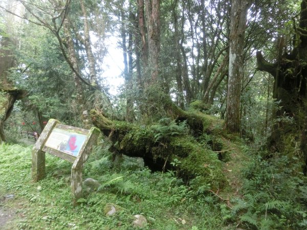 檜木原始林步道672719