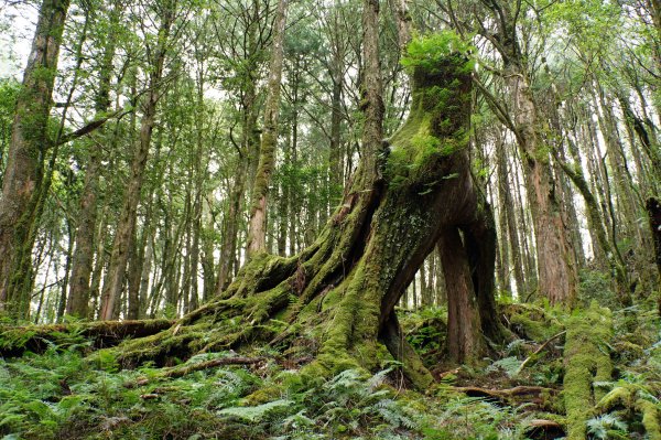 台中 和平 南松鶴山、八仙山、東松鶴山2877977