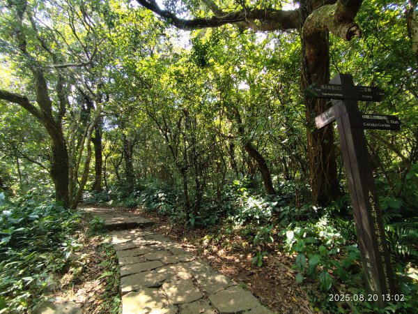 【臺北大縱走 1+2】2-2 大屯主峰-連峰步道→下青礐步道→貴子坑步道→忠義山步道→楓丹白露步道2866901