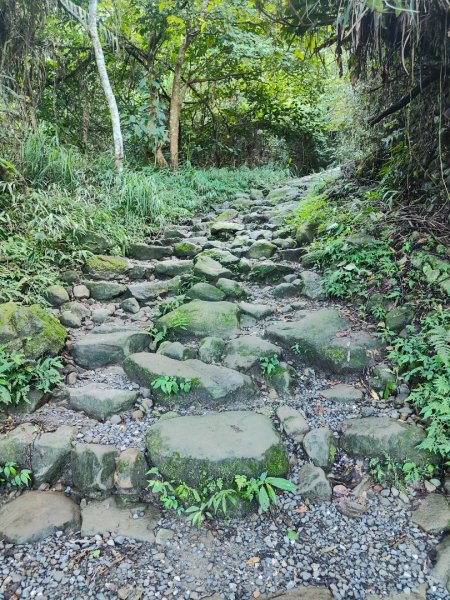 關仔嶺大凍山(夏季不要早上6點來、您會愛上這座山)2552198