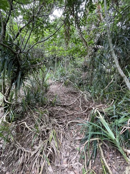 蛇子形古道2511204