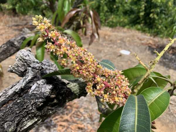 20250503屏東埔姜山2781506