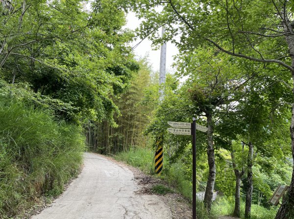 2025_0524 司馬庫斯神木群步道2797198