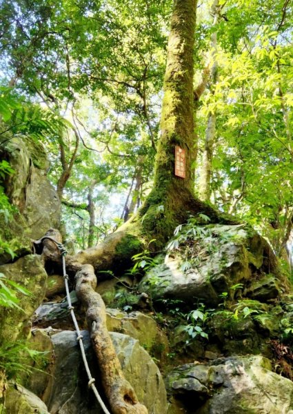 【中級山】插天山的奇幻世界，赫威山，赫威神木群步道2741294