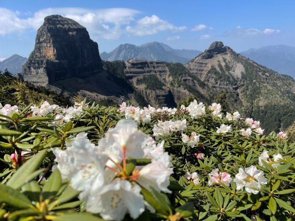 高山杜鵑環繞的「大霸群峰」封面