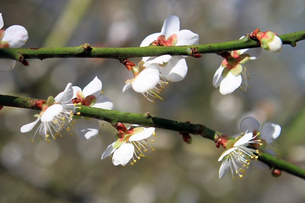 【臺南~楠西】梅嶺賞梅一~觀音步道1246941