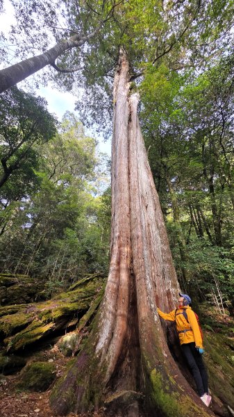 環繞在楓紅巨木和滿山翠綠的鞍馬山及大雪山小神木森林步道的悠哉山行記2996761