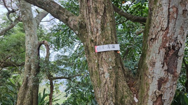 圓通寺烘爐地登山步道大O走3007109