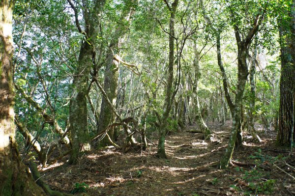 新竹 尖石 芝生毛臺山、虎禮山2903153