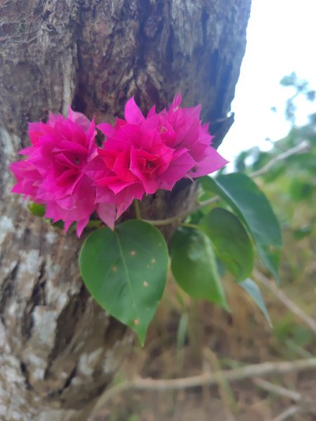 大棟山系南段 水利古道西口 上 竹高崙山 連走 鳥子嶺 坑仔內山 大崖山 下 龍目井農場2953137