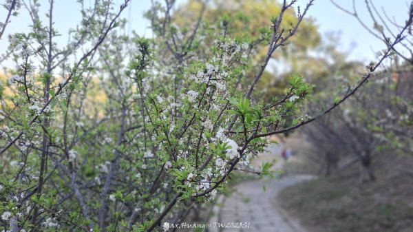 《彰化》桃李櫻美｜花壇虎山巖步道x大嶺巷富士櫻202503012723671