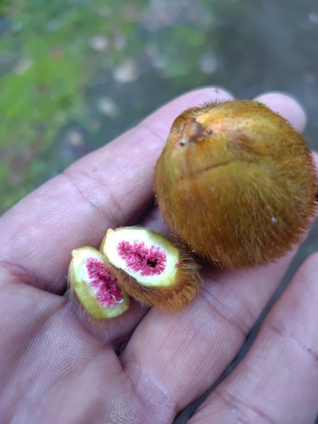 多納六秀 京大山2957514