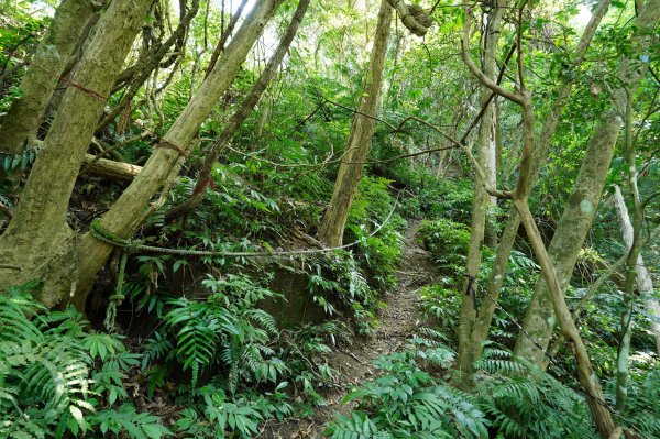 苗栗 南庄 神桌山、大屋坑山、細湖頂山、象山2533564