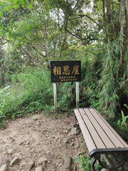 飛鳳山、觀日坪古道2777887