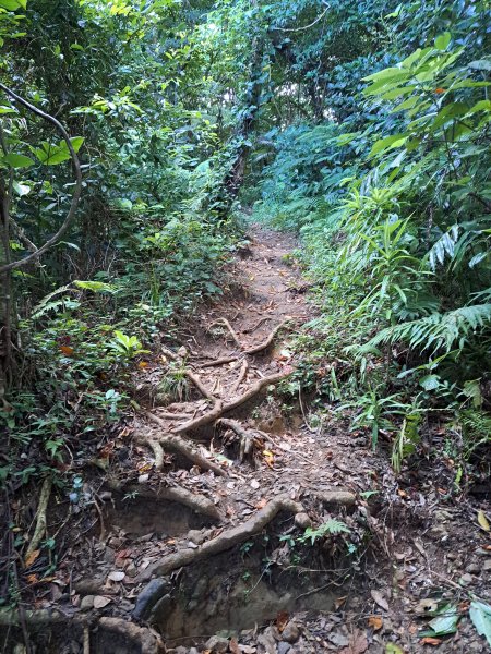 蘭嶼三日遊D2---大天池步道+紅頭森林生態步道+乳頭山步道+情人洞步道202307092217006