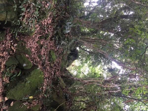 枕頭山古炮台歷史古道、枕頭山、枕頭山西峰、薑母島o繞2322824