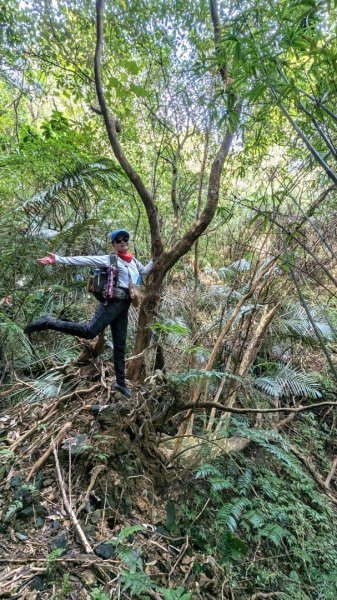 東勢大崙、東勢坑山、觀音湖山O走2986331