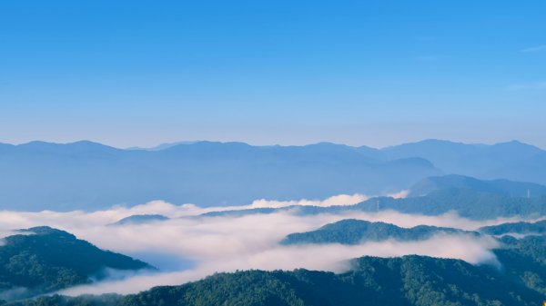 雲山水花鳥蝶-天龍國阿伯的日常 #艷紅鹿子百合 #大鳳蝶 #玉帶鳳蝶2863907