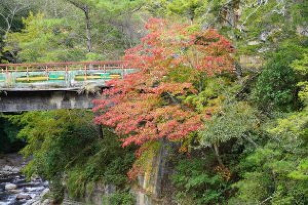 1112 武陵印象 深度秋紅 美食饗宴1112-1115   雪山主  。東  。北