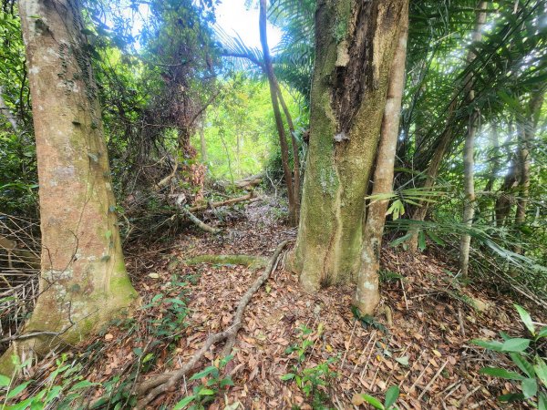 20250419蕩跋山劉家界山老社寮山新富山2936215