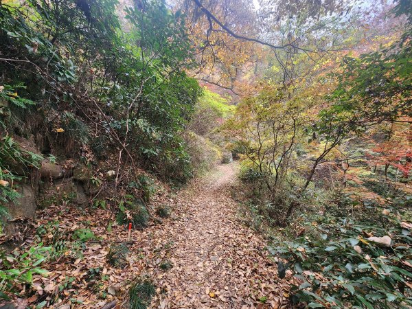 20251125登月居山遊袋田瀑布順遊舊上岡小學校2958368