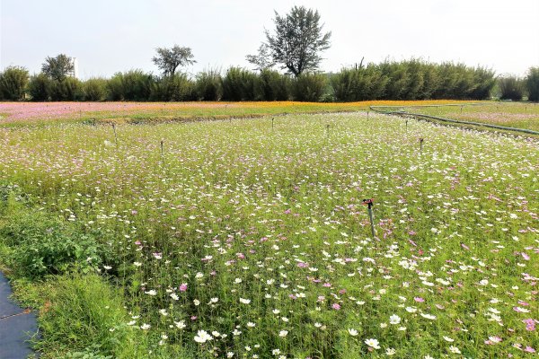 2021桃園彩色海芋季1346776