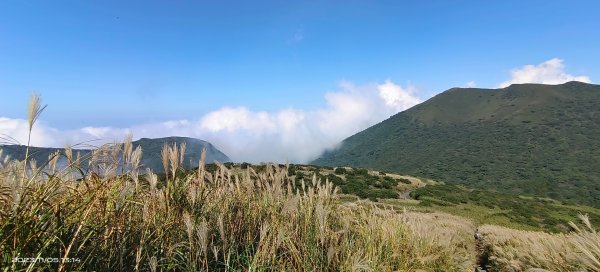 大屯山&小觀音山西峰差強人意的雲海/夕陽晚霞/芒花2337334